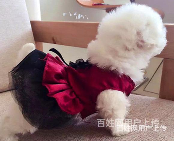 黔西南比熊繁殖场比熊犬舍联系方式的图片