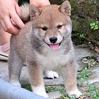唐山想买柴犬的幼犬 哪里有卖柴犬多少钱一只