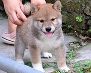 嘉兴柴犬哪里有卖，卖柴犬的地方在哪
