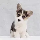 【CKU犬舍】抚州靠谱柯基犬舍  健康纯种保养活
