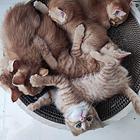 猫 50元/只