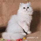 河南焦作纯种双血统豹猫多少钱一只