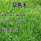 珠海值得相信的草籽畅销全国