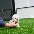 鄂尔多斯哪里有比熊卖？卷毛棉花糖无泪痕 冰雪聪明