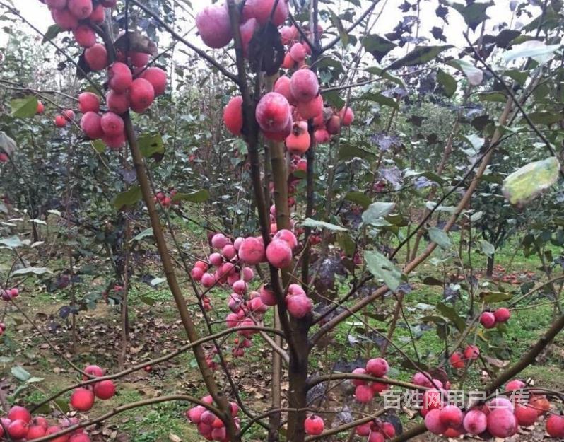 北京果树批发常年批发零售苹果樱桃苗木