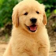 成都卖金毛的犬舍，犬舍金毛一般价位