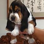 老包犬舍巴吉度犬