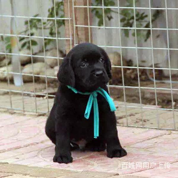 通辽哪里可以买到精品拉布拉多犬 拉布拉多连锁店的图片