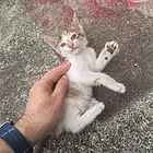 三花猫找好人家领养
