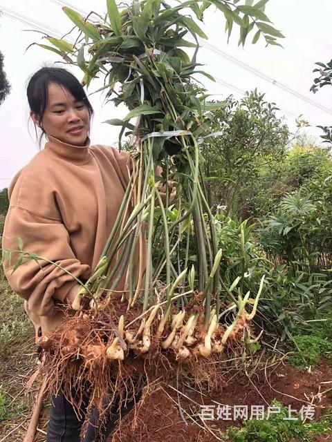 黄精种子种苗,中药材育苗基地