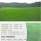 衡阳哪里有四季青草籽销售点