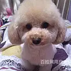 白山买一只博美需要多少钱，博美犬舍地址