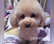 通辽哪里有博美卖博美犬舍信息
