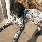 德国波音达和匈牙利维滋拉猎犬灵缇猎犬，