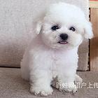 渭南哪里有比熊卖比熊犬舍信息