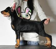 白山比熊市场价位比熊一般多少钱呢