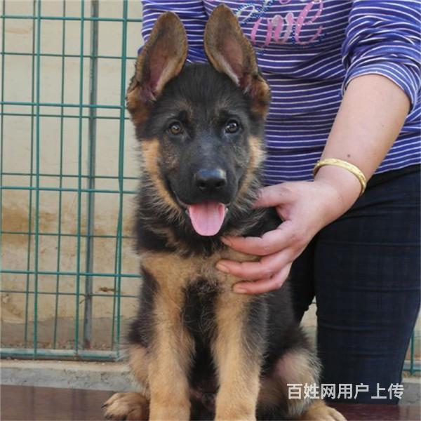 通辽本地德牧犬舍在哪儿▲本地德牧养殖基地的图片