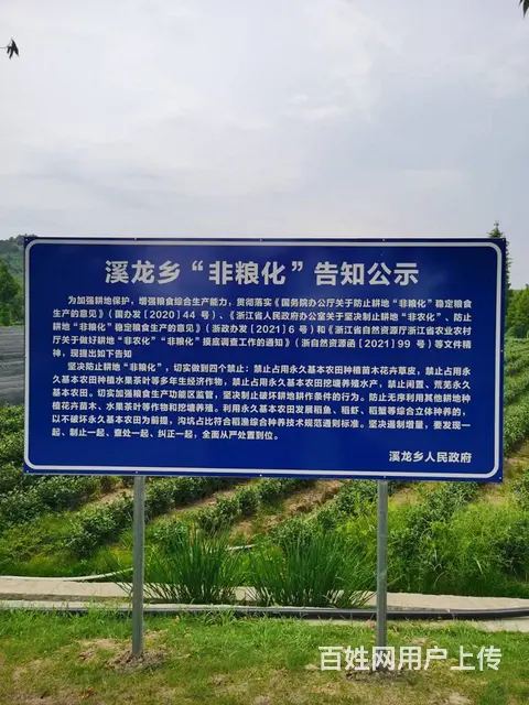 非粮化告示 茶苗且种且珍惜 小戴白茶的图片