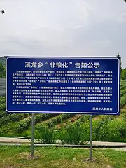 非粮化告示 茶苗且种且珍惜 小戴白茶