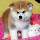 安康卖秋田犬的狗场，小秋田犬多少钱一只