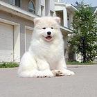 烟台【*推荐】萨摩耶犬舍‖萨摩耶养殖场