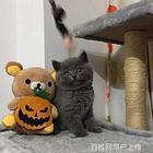 河南驻马店纯血蓝猫幼崽低价出售