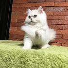 济源纯种金吉拉猫舍 正规猫舍家庭式繁育