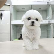 白山上哪可以看到比熊犬舍，比熊犬舍地址位置