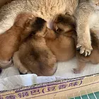 自家猫出窝