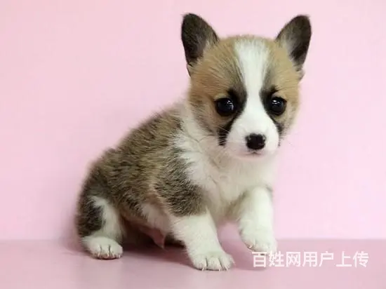 白山【柯基犬舍】地址 柯基一般价位的图片