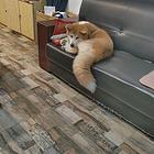 出售秋田犬