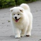 青岛哪里有出售萨摩耶幼犬宝宝 定时做疫苗和驱虫 公