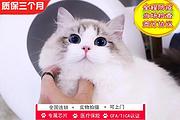 哪里有海双蓝双布偶猫卖的 纯种健康 疫苗齐全