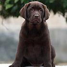 出售拉布拉多幼犬 纯种健康有保证
