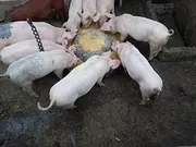出售猪崽