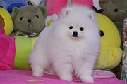 出售纯正博美犬 保健康纯种 送用品 签售后协议
