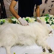 南通哪里可以做宠物火化,南通宠物火化价格