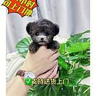 本地推荐精品茶杯小泰迪犬包纯种健康可签协议