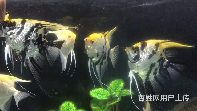 神仙鱼的图片