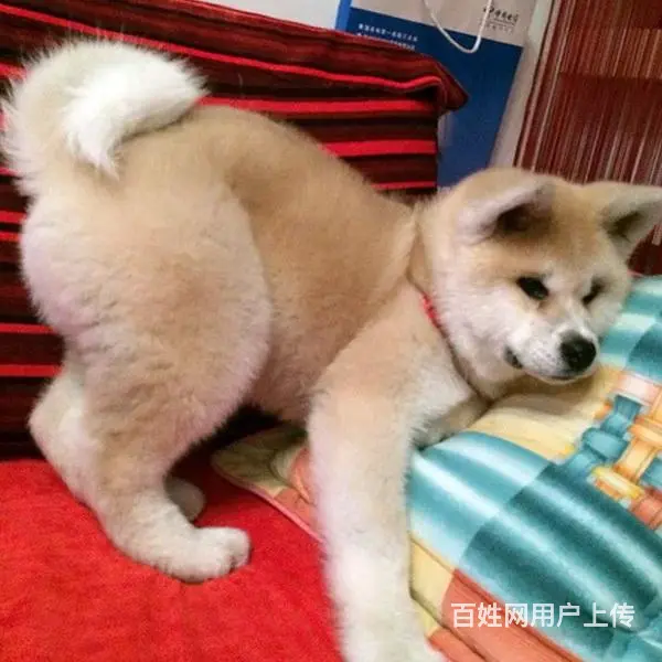 白山哪卖秋田犬，哪有秋田犬，谁家的秋田犬靠谱的图片