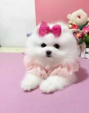 唐山博美怎么卖 唐山博美价格 唐山哪里有卖博美的
