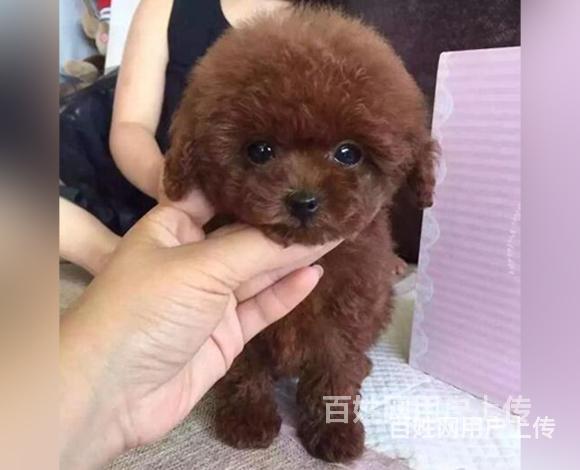 甘孜哪里卖泰迪狗狗泰迪市场价多少钱的图片