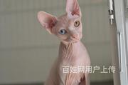 马鞍山纯种精灵猫幼崽价格多少