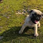 嘉兴正规巴哥犬舍地点联系方式