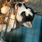宜春【*推荐】哈士奇犬舍‖哈士奇养殖场