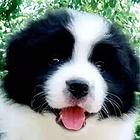 南通边境牧羊犬怎么买【益帆边境犬舍】