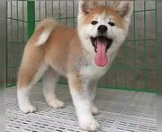玉溪【秋田犬舍】地址 秋田一般价位