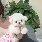 本地推荐精品纯种健康比熊犬纯种健康可签协议