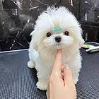 本地推荐精品马尔济斯犬价格 保健康签订协议