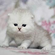 曲靖纯种金吉拉猫舍 正规猫舍家庭式繁育